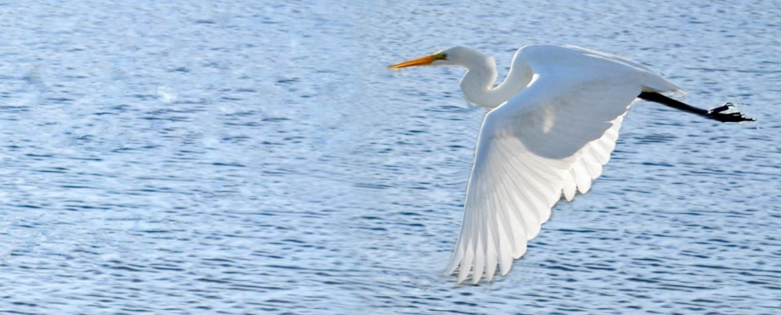 Egret Flying