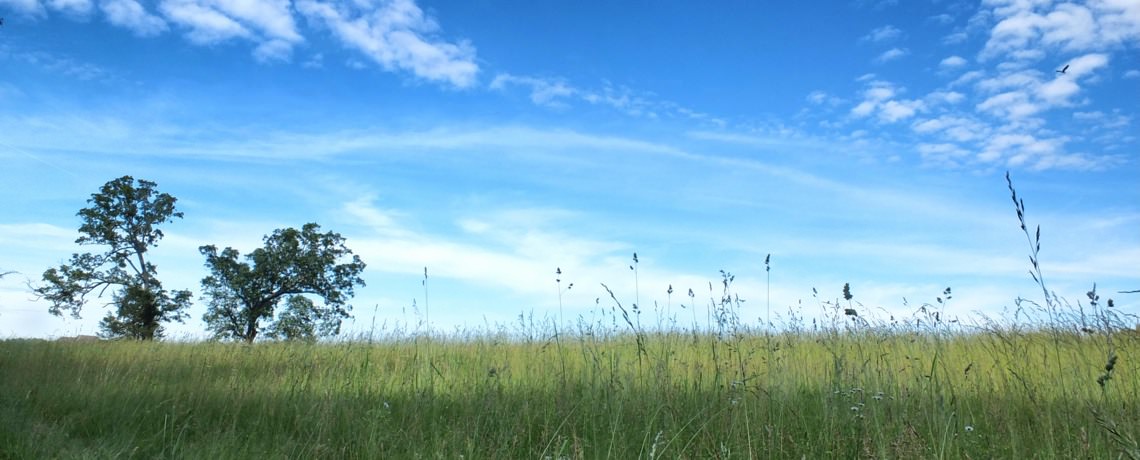 Field with Trees